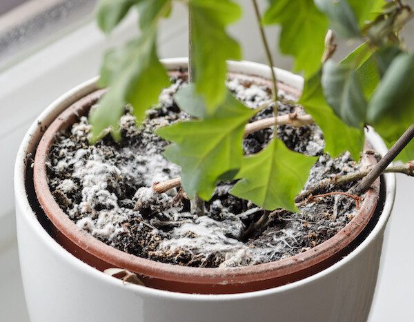 is mold on houseplants harmful?