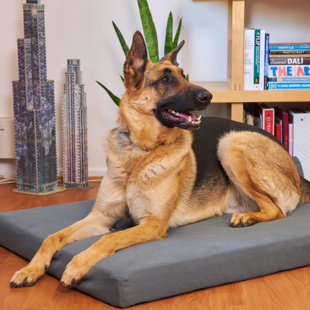 non-toxic-dog-beds-green-dog-beds-best-non-toxic-lifestyle-blogs-the-filtery