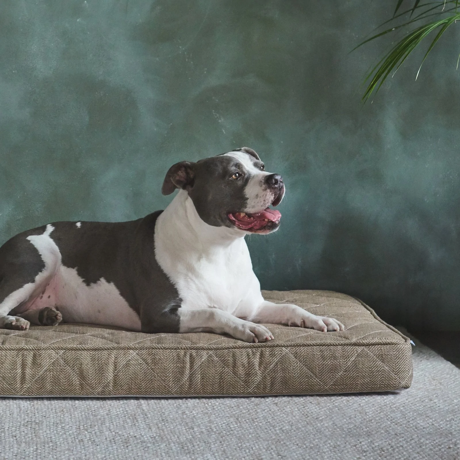 non toxic dog beds from brentwood home